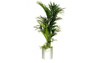 Location cherche jardin potager