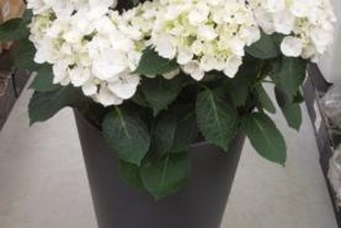 Location cherche jardin potager