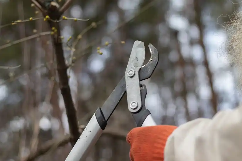 Location : coupe branches